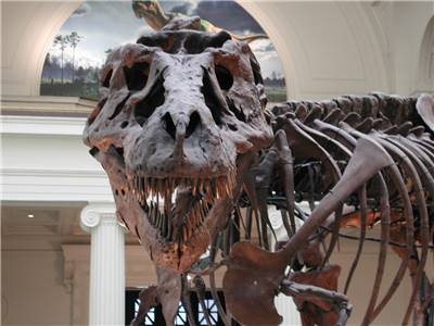 Museum Tyrannosaurus Rex